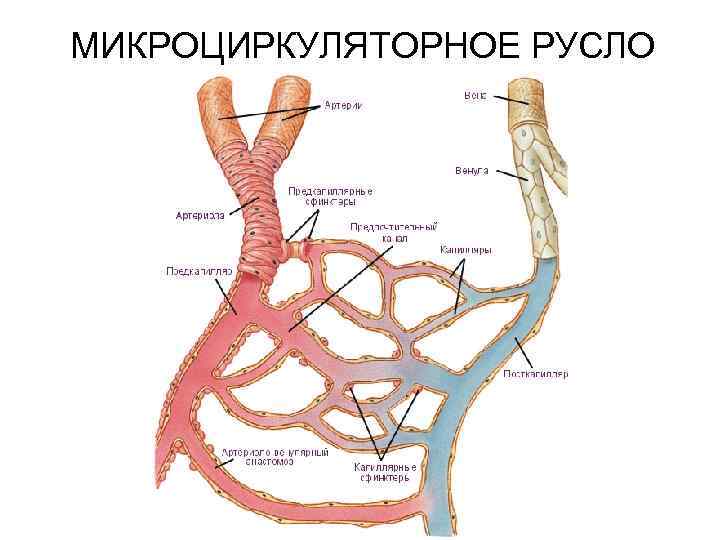 МИКРОЦИРКУЛЯТОРНОЕ РУСЛО 