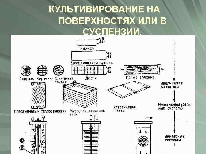 КУЛЬТИВИРОВАНИЕ НА ПОВЕРХНОСТЯХ ИЛИ В СУСПЕНЗИИ. 