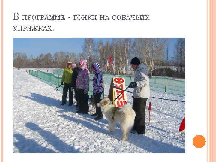 В ПРОГРАММЕ - ГОНКИ НА СОБАЧЬИХ УПРЯЖКАХ. 