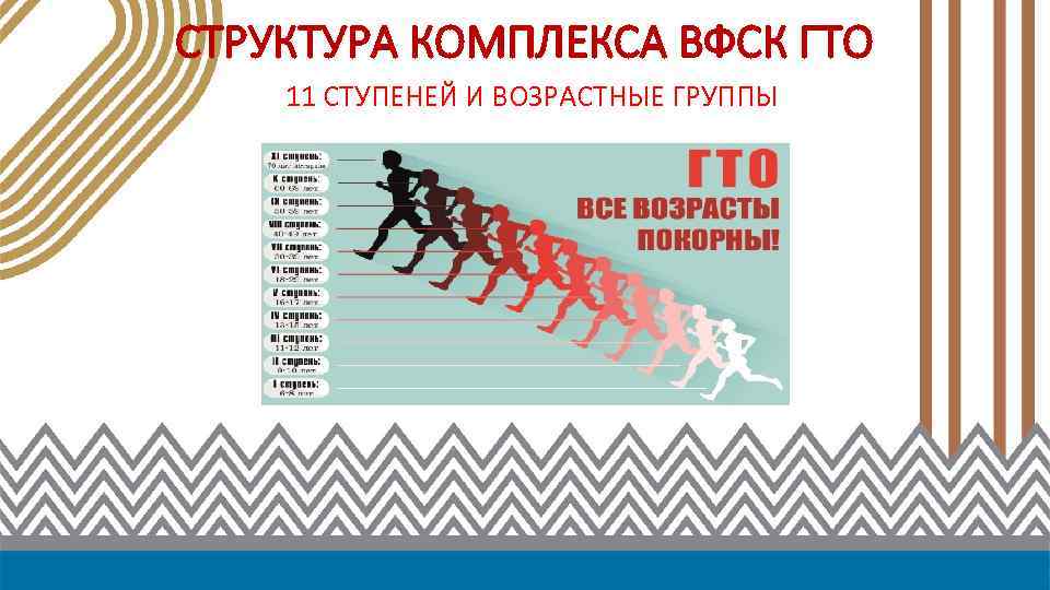 СТРУКТУРА КОМПЛЕКСА ВФСК ГТО 11 СТУПЕНЕЙ И ВОЗРАСТНЫЕ ГРУППЫ 