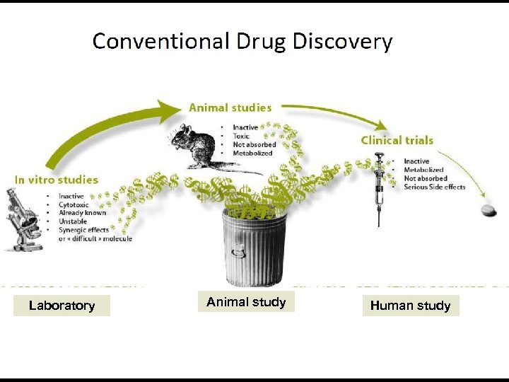 Laboratory Animal study Human study 33 