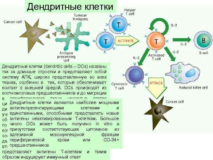 Вакцина дендритными клетками. Дендритные клетки характеристика иммунология. Миелоидные дендритные клетки. Функция дендритных клеток иммунной системы. Фолликулярные дендритные клетки иммунология.