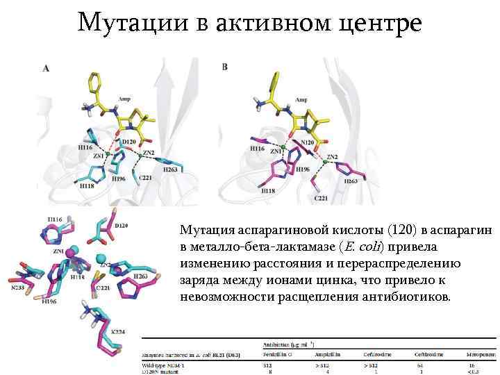 Мутации в активном центре Мутация аспарагиновой кислоты (120) в аспарагин в металло-бета-лактамазе (E. coli)
