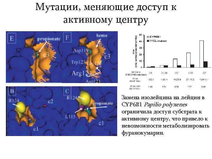 Мутации, меняющие доступ к активному центру Замена изолейцина на лейцин в CYP 6 B