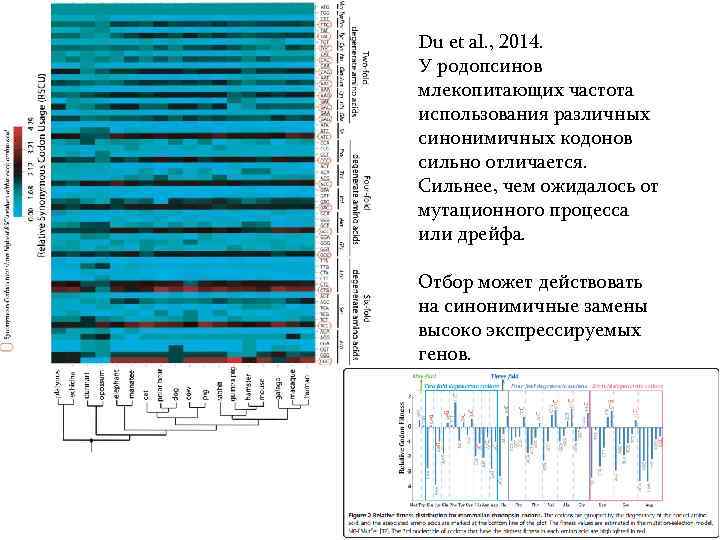 Du et al. , 2014. У родопсинов млекопитающих частота использования различных синонимичных кодонов сильно