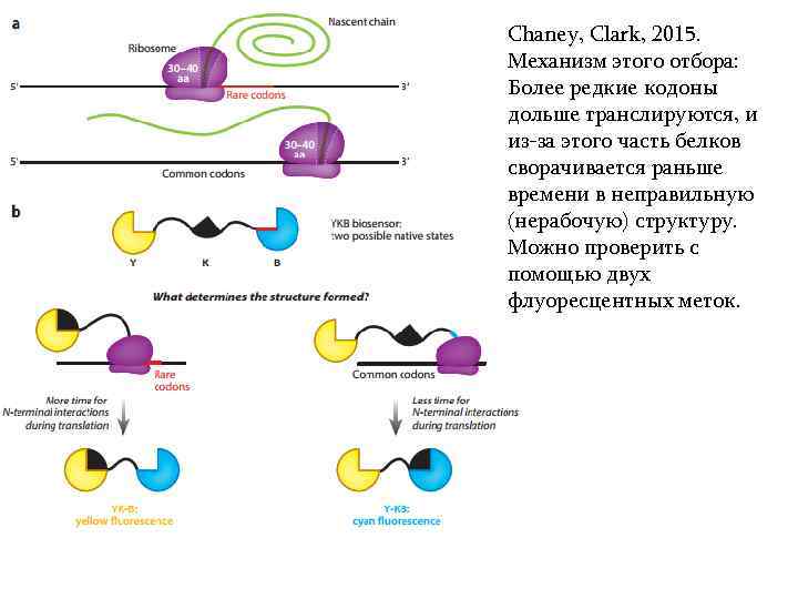 Chaney, Clark, 2015. Механизм этого отбора: Более редкие кодоны дольше транслируются, и из-за этого