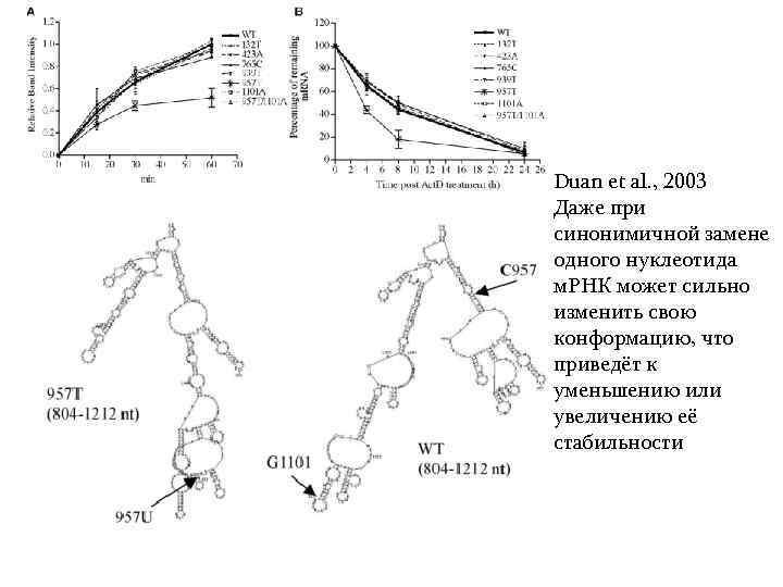 Duan et al. , 2003 Даже при синонимичной замене одного нуклеотида м. РНК может