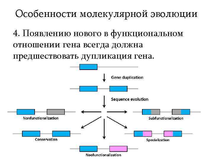 Особенности молекулярной эволюции 4. Появлению нового в функциональном отношении гена всегда должна предшествовать дупликация