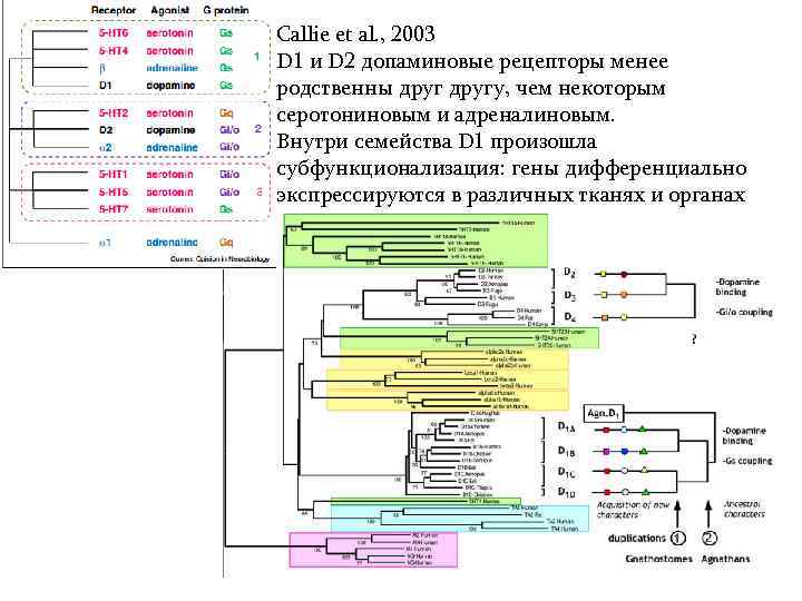 Callie et al. , 2003 D 1 и D 2 допаминовые рецепторы менее родственны