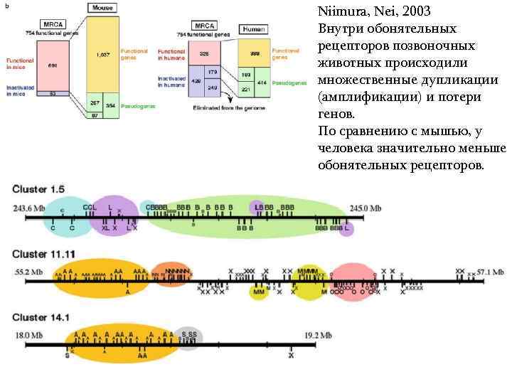 Niimura, Nei, 2003 Внутри обонятельных рецепторов позвоночных животных происходили множественные дупликации (амплификации) и потери