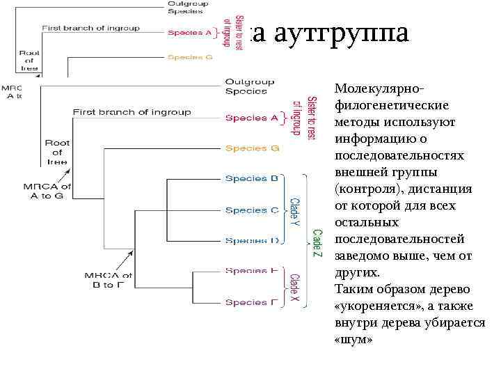 Зачем нужна аутгруппа Молекулярнофилогенетические методы используют информацию о последовательностях внешней группы (контроля), дистанция от