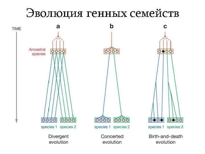 Эволюция генных семейств 