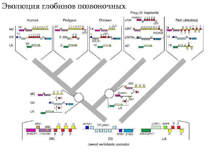 Эволюция глобинов позвоночных 