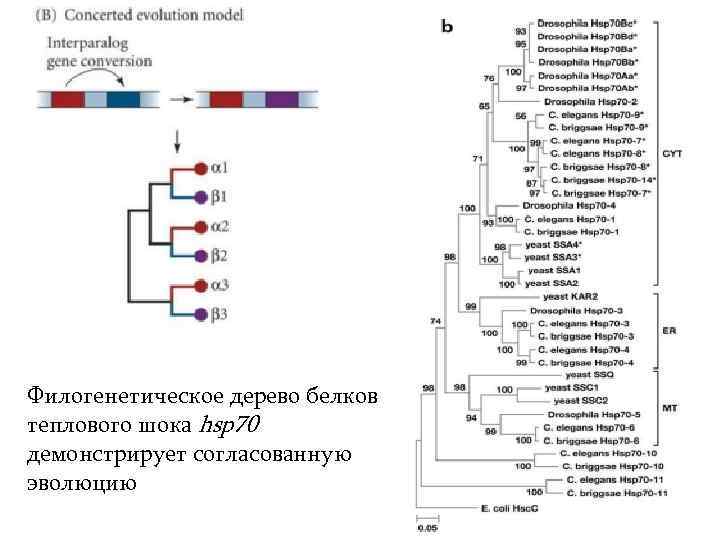 Филогенетическое дерево белков теплового шока hsp 70 демонстрирует согласованную эволюцию 