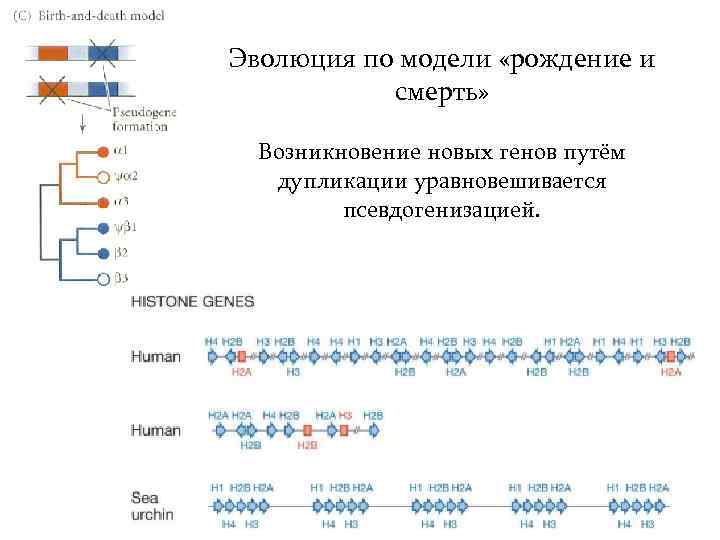Эволюция по модели «рождение и смерть» Возникновение новых генов путём дупликации уравновешивается псевдогенизацией. 