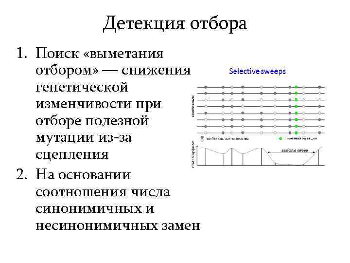 Детекция отбора 1. Поиск «выметания отбором» — снижения генетической изменчивости при отборе полезной мутации
