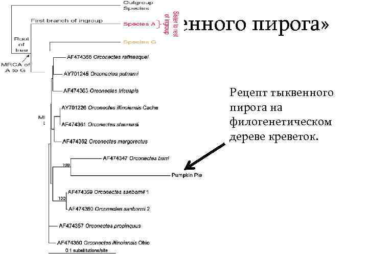  «Эффект тыквенного пирога» Рецепт тыквенного пирога на филогенетическом дереве креветок. 