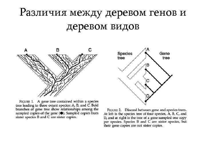 Различия между деревом генов и деревом видов 