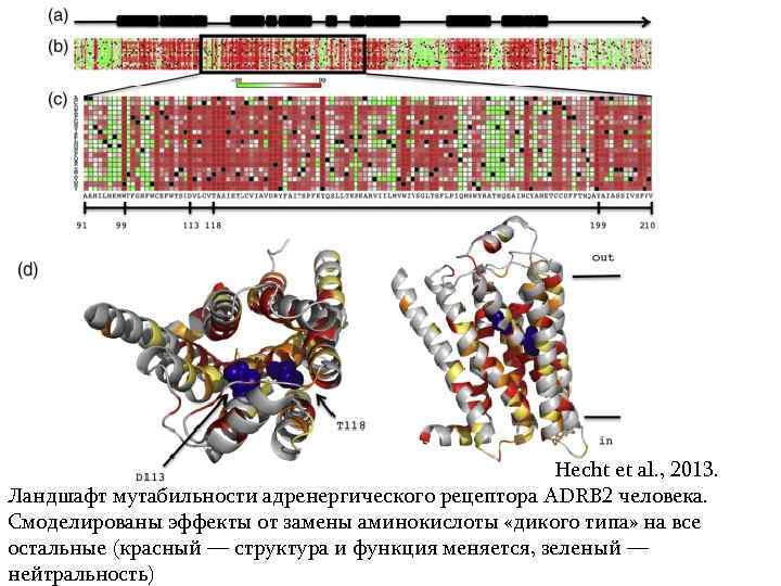 Hecht et al. , 2013. Ландшафт мутабильности адренергического рецептора ADRB 2 человека. Смоделированы эффекты