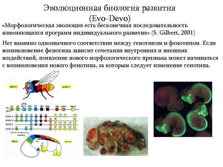 Индивидуальное развитие биология 9 класс