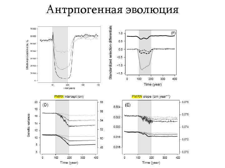 Антрпогенная эволюция 
