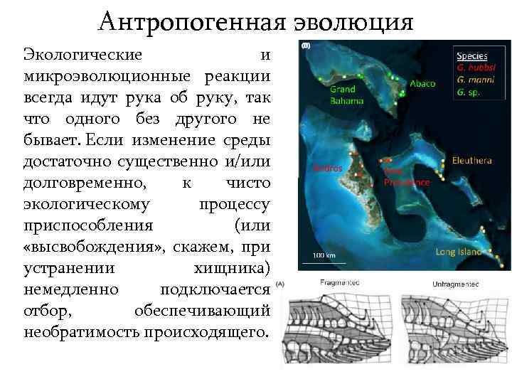 Антропогенная эволюция Экологические и микроэволюционные реакции всегда идут рука об руку, так что одного