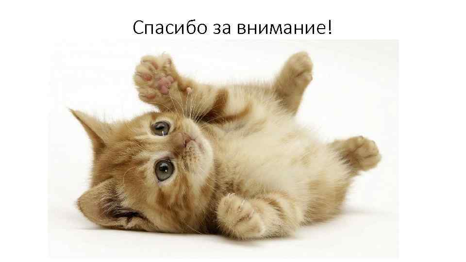Спасибо за внимание! 