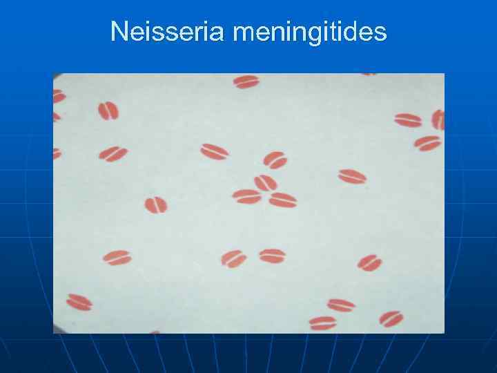 Neisseria meningitides 