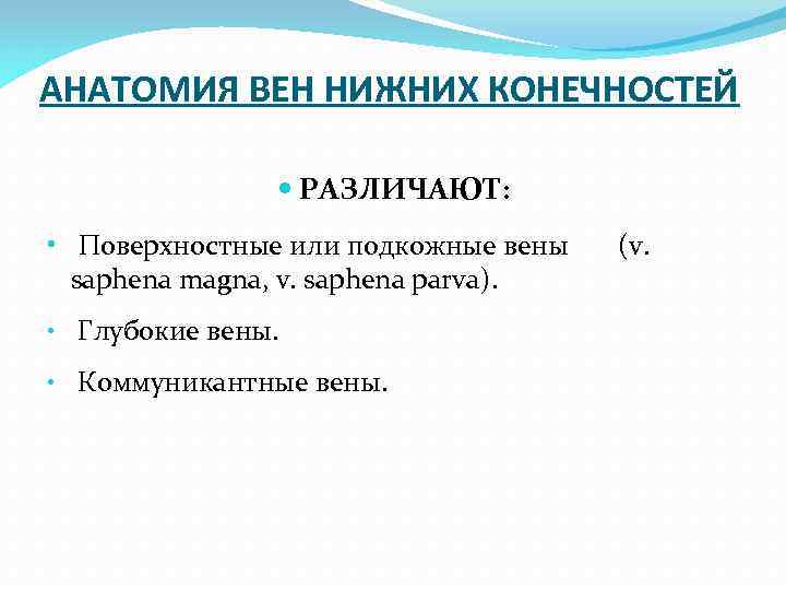 АНАТОМИЯ ВЕН НИЖНИХ КОНЕЧНОСТЕЙ РАЗЛИЧАЮТ: • Поверхностные или подкожные вены saphena magna, v. saphena