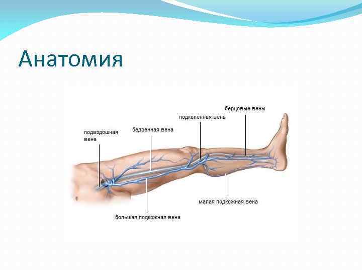 Анатомия 