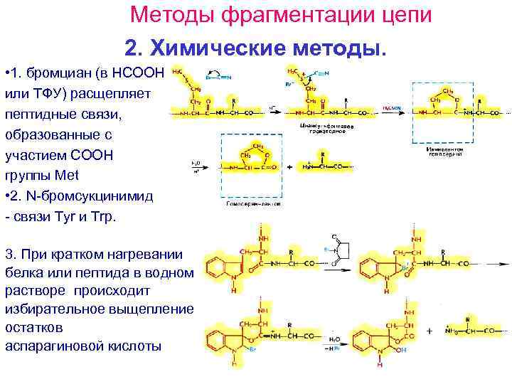 Расщепление полипептидов. Метионин и бромциан. Реакция метионина с бромцианом. Химические методы фрагментации полипептидной цепи. Метод расщепления алгоритм.