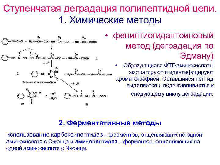 Ступенчатая деградация полипептидной цепи. 1. Химические методы • фенилтиогидантоиновый метод (деградация по Эдману) •