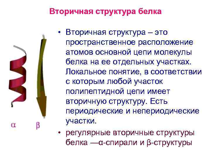 Вторичная структура белка • Вторичная структура – это пространственное расположение атомов основной цепи молекулы