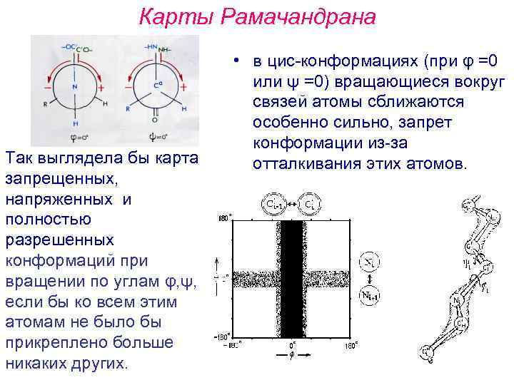 Карта рамачандрана для аминокислот