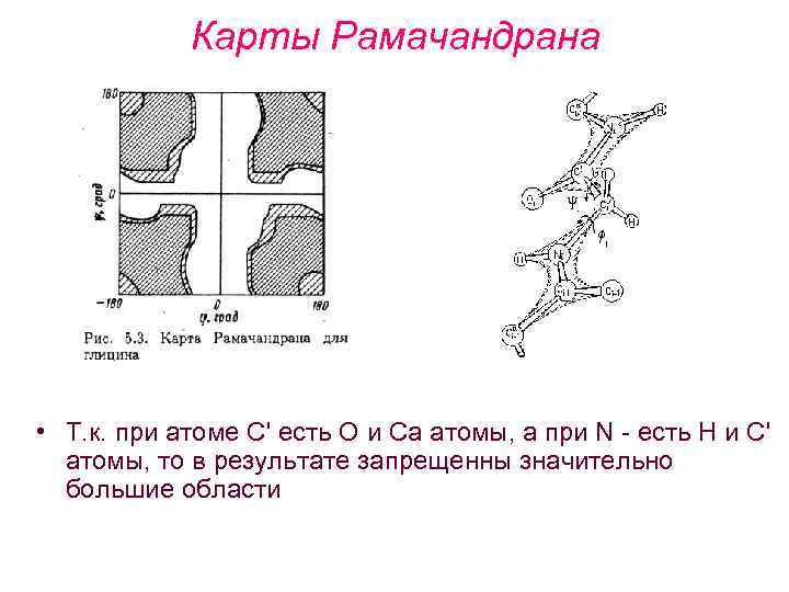Карты Рамачандрана • Т. к. при атоме C' есть О и Ca атомы, а