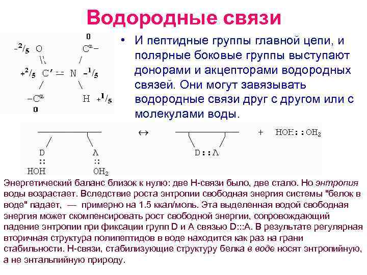 Связями являются. Водородные связи между пептидной. Водородная связь между пептидными связями. Пептидная связь водородная связь. Образование водородных связей между пептидными группами.