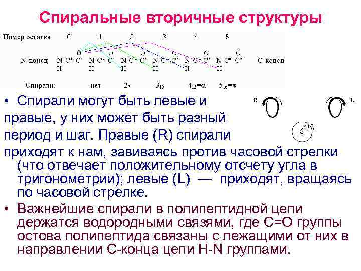 Спиральные вторичные структуры • Спирали могут быть левые и правые, у них может быть