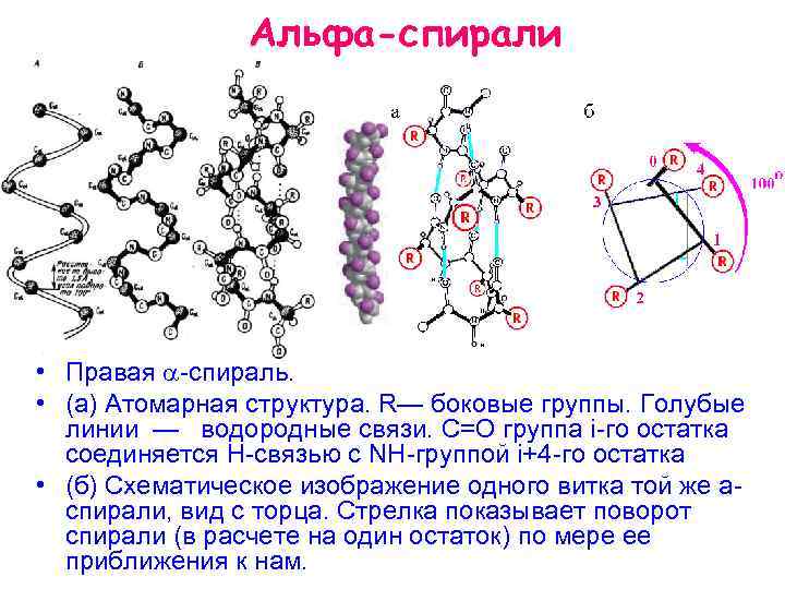 Структура спирали. Альфа-спираль структура белка. Водородные связи в Альфа спирали. Альфа и бета спираль. Структура Альфа спирали.