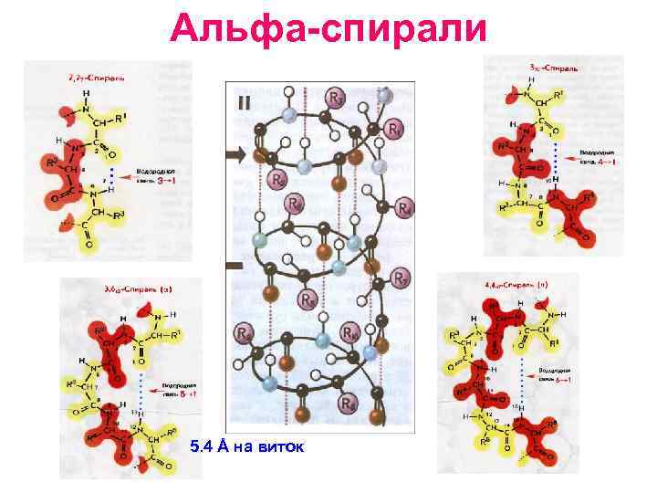 Альфа-спирали 5. 4 Å на виток 