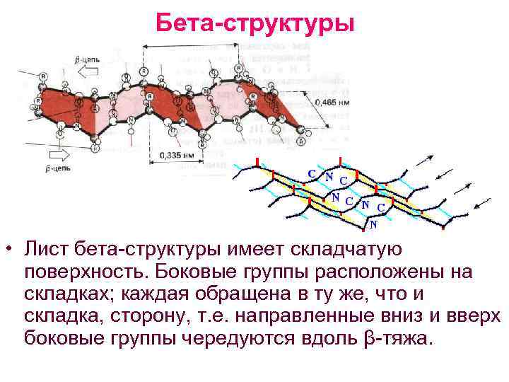 Бета-структуры • Лист бета структуры имеет складчатую поверхность. Боковые группы расположены на складках; каждая