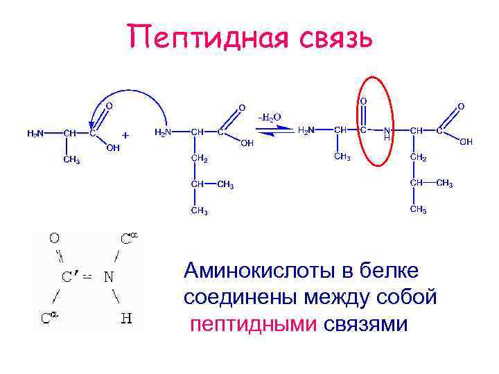 Пептидная связь структуры белка. Пептидная связь белка. Пептидная связь - между аминокислотными остатками -. Пептидная связь это связь между. Аминокислоты соединяются пептидными связями.