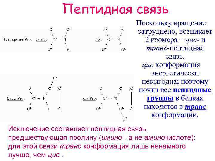 Пептиды 32. Цис и транс пептидная связь. Цис транс изомеры пептидной связи. Цис транс конформация пептидной связи. Транс конфигурация пептидных связей.