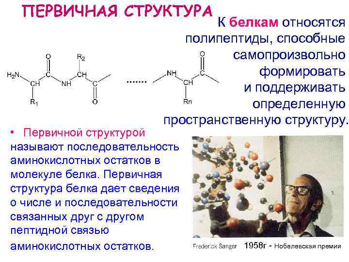 Связи первичных белков. Первичная структура полипептида. Первичная структура полипептидов и белков это. Первичной структурой белка является. Генетическое определение первичной структуры белков.