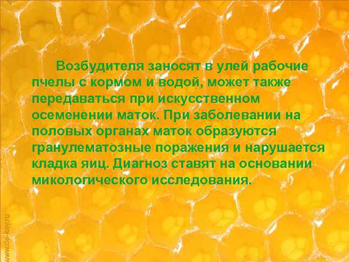 Возбудителя заносят в улей рабочие пчелы с кормом и водой, может также передаваться при