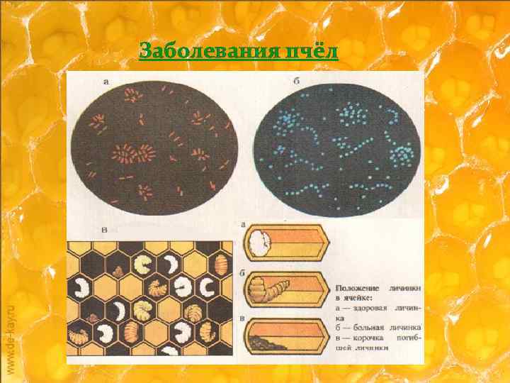 Заболевания пчёл 