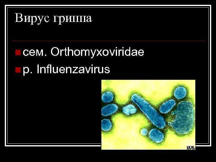 Вирус гриппа n сем. Orthomyxoviridae n р. Influenzavirus 