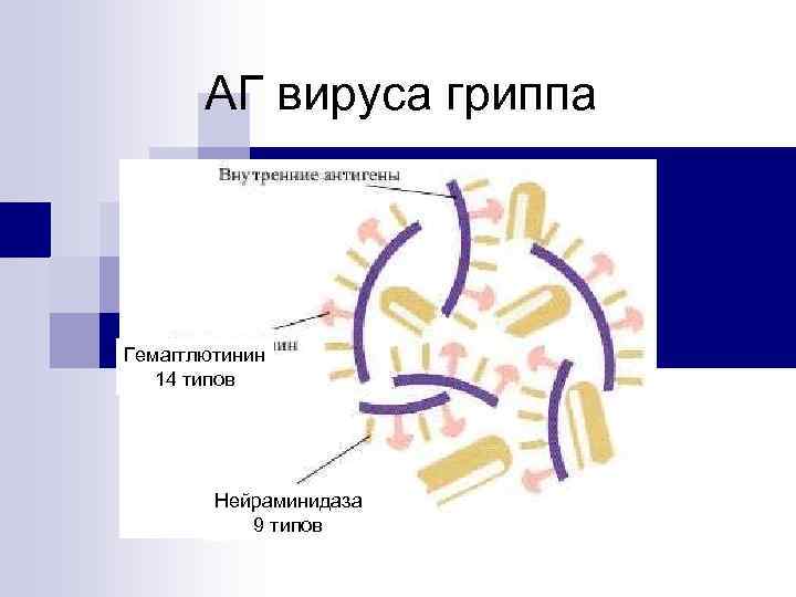 АГ вируса гриппа Гемагглютинин 14 типов Нейраминидаза 9 типов 