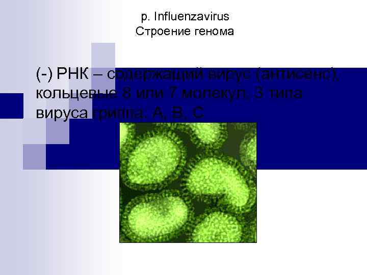 р. Influenzavirus Строение генома (-) РНК – содержащий вирус (антисенс), кольцевые 8 или 7