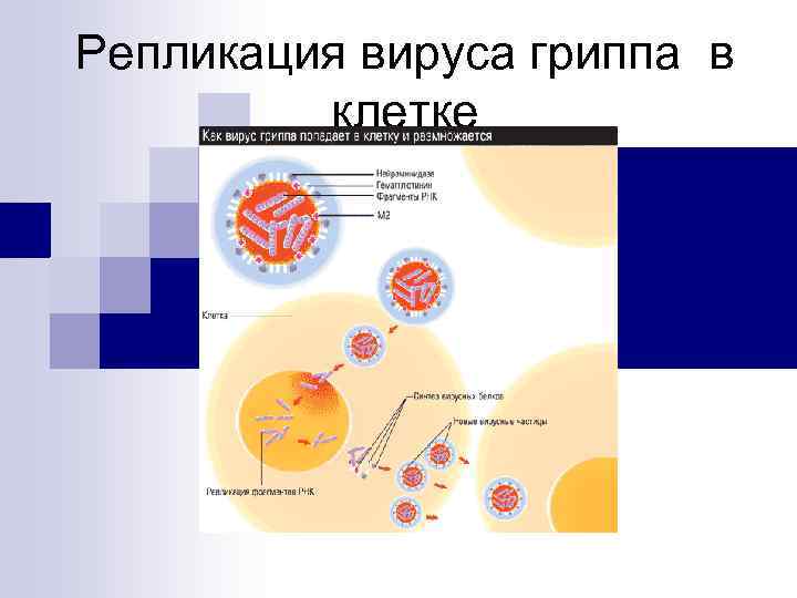 Репликация вируса гриппа в клетке 