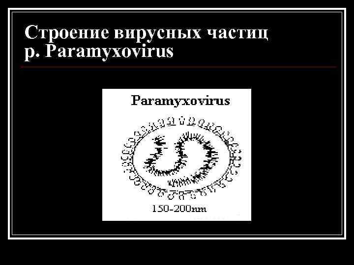 Строение вирусных частиц р. Paramyxovirus 